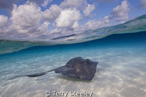 Stingray cruises the sandbar. Stingray City. by Terry Steeley 